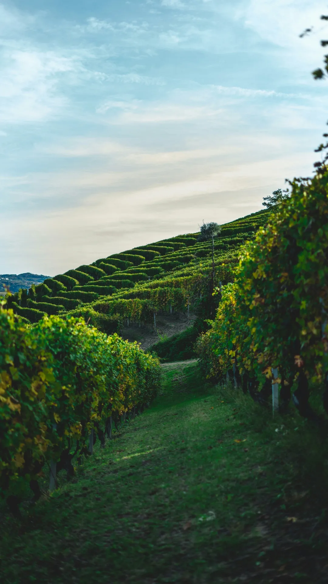 Rows of vines on the Langhe hills, in Piedmont
